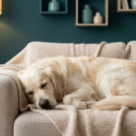 Un chien Golden Retriever dort paisiblement sur un canapé beige recouvert d'un plaid dans un salon moderne.